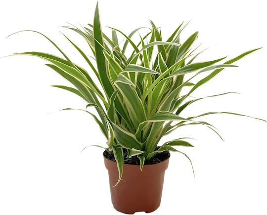 Χλωρόφυτο Chlorophytum Com Vittatum