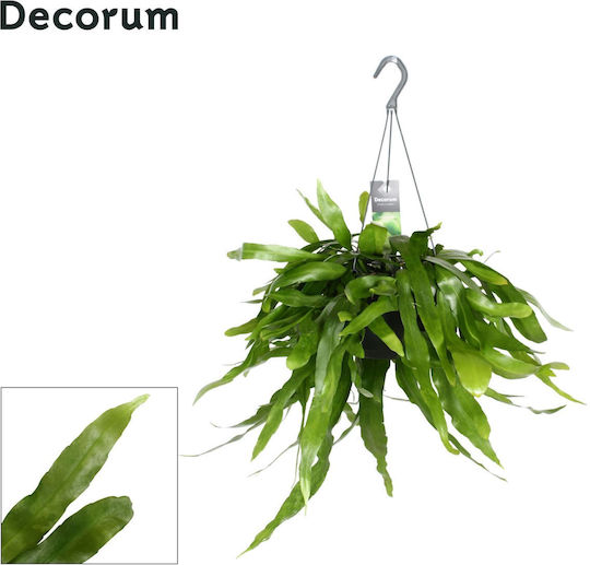 Επίφυλλο Epiphyllum Pumilum In Hanging Pot