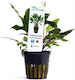 Aquaflora Cryptocoryne Wendtii Green Pot