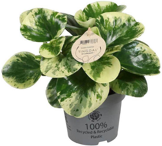 Peperomia 'green Gold' 12cm