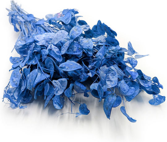 Monatliche Getrocknete Lunaria Blaue