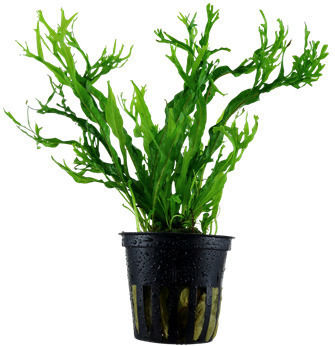 Tropica Microsorum Pteropus 'windelov' 1-2 Grow