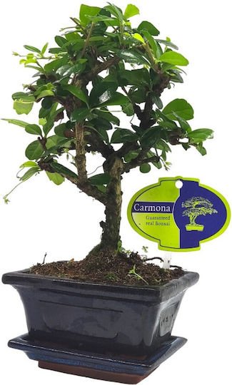 Authentic Bonsai Carmona Baby