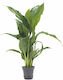 Aquaflora Spathiphyllum Wallisii Pt Υδρόφιλο