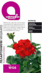 Geranium Seeds