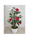 Stewehome S Rose Shrub White Luxury Pot Natural Appearance Red