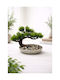 Stewehome Decorative Bonsai Plate Table Shelf Home Office Green
