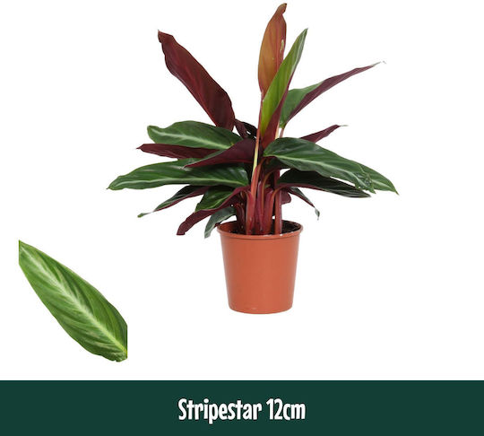 Stromanthe Sanguinea Stripestar