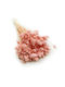 Dried Phalaris Canary Canary Grass Salmon