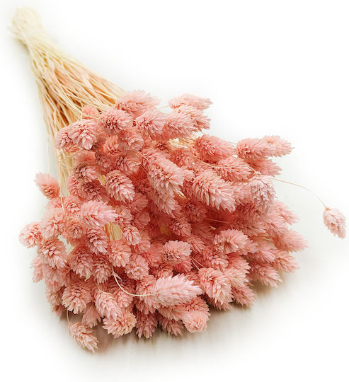 Dried Phalaris Canary Canary Grass Salmon