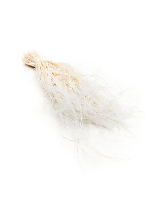 Dried Stipa Feather Grass Stipa Pennata Bleached