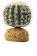 Exo Terra Wüstenpflanzen Barrel Cactus Klein