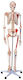 Appendages & Joints Medical Training Manikin