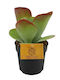 Kalanchoe 'sahara Shadows' 10.5cm
