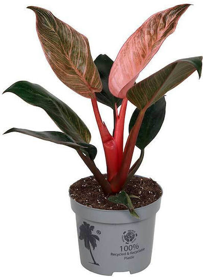 Philodendron 'pink Bikini' 12cm