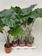 Αλοκάσια Alocasia Portodora Xxl