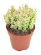 Crassula 'Tom Thumb' 8.5cm