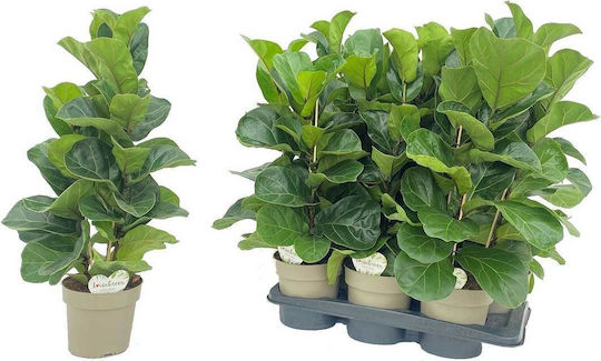 Ficus Lyrata 'bambino' 17cm