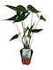 Alocasia Zebrina XXL