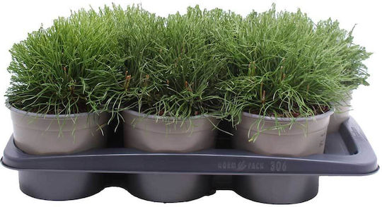 Pinus Mugo 'mughus' 17cm