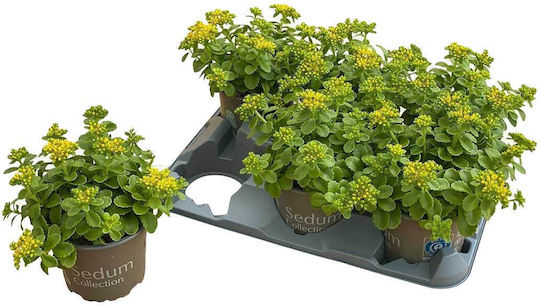 Sedum Kamtschaticum 12cm