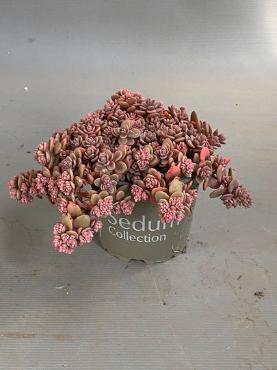 Σέντουμ Sedum Cyaneum Sachalin
