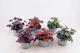 Aquariendekorationen Heuchera D13 H20