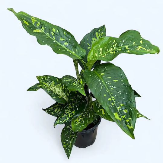 Bastoane Proaste Dieffenbachia Spotty XL Bastoane Proaste Dieffenbachia Spotty XL