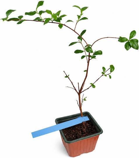 Λαγκερστρέμια “lagerstroemia Indica “ Ινδική Πασχαλιά Φυτό Λαγκερστρέμια “lagerstroemia Indica “ Ινδική Πασχαλιά Φυτό