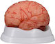 Medizinisches Trainingsmodell Innere Organe