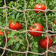 Vidaxl Plant Support Net Jute Natural 1 X 5 M