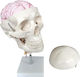 Prototip Craniu/Cap