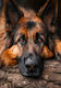 Diamond Mosaic Dog Ow 2003088 30881