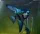 Pterophyllum Scalare Pinoy Blue Green 5-6cm
