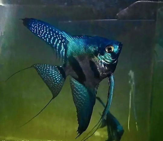 Pterophyllum Scalare Pinoy Blue Green 5-6cm