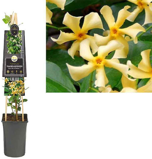 Trachelospermum Star Toscane 3lt