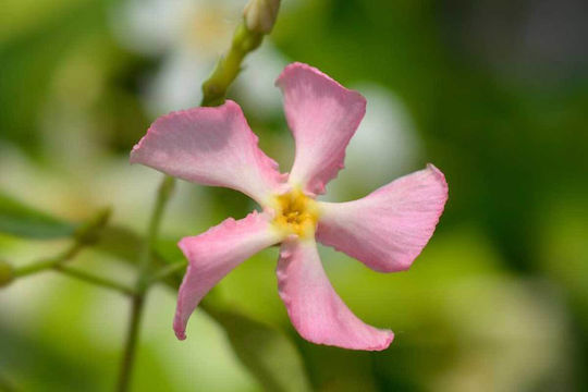 Trachelospermum Star Sicily 3lt