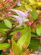 Abelia 'Gold Spot' 3lt