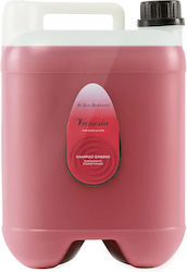 Iv San Bernard Vanesia Ginseng Shampoo Für Hunde Katzen 10l Iv San Bernard Vanesia Ginseng Shampoo Für Hunde Katzen 10l
