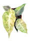Αλοκάσια Alocasia Polly Variegata Aurea
