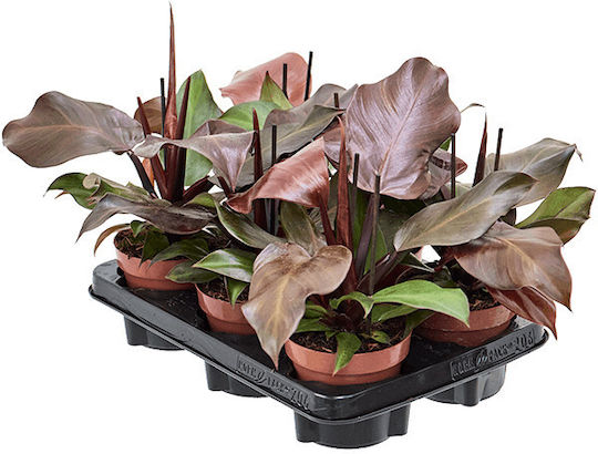 Φιλόδενδρο Philodendron Sunlight Φιλόδενδρο Philodendron Sunlight