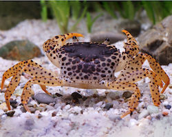Parathelphusa Pantherina M