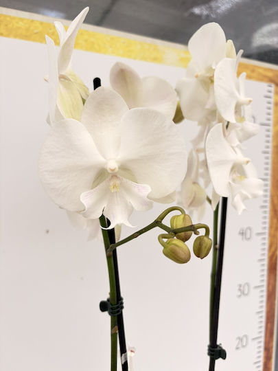 Phalaenopsis Mf Charmantes Schneefall Lippy 2 Stiele
