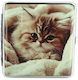 Belbox Tabachieră Cat 01