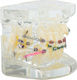 Dental Model Device 100 60