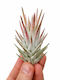 Airplant Tillandsia Vanhyningii Розово