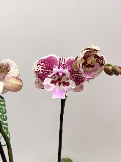 Phalaenopsis Mf Anatolian Fireworks 2 Stems Phalaenopsis Mf Anatolian Fireworks 2 Stems