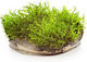 Aquaflora Riccardia Chamedryfolia In Vitro Cup