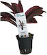 Aquaflora Cordyline Red Edge Pt