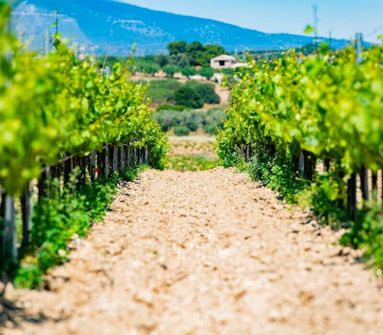 Weinverkostung im Weingut Papagiannakou 5 Weine 10p Gruppe
